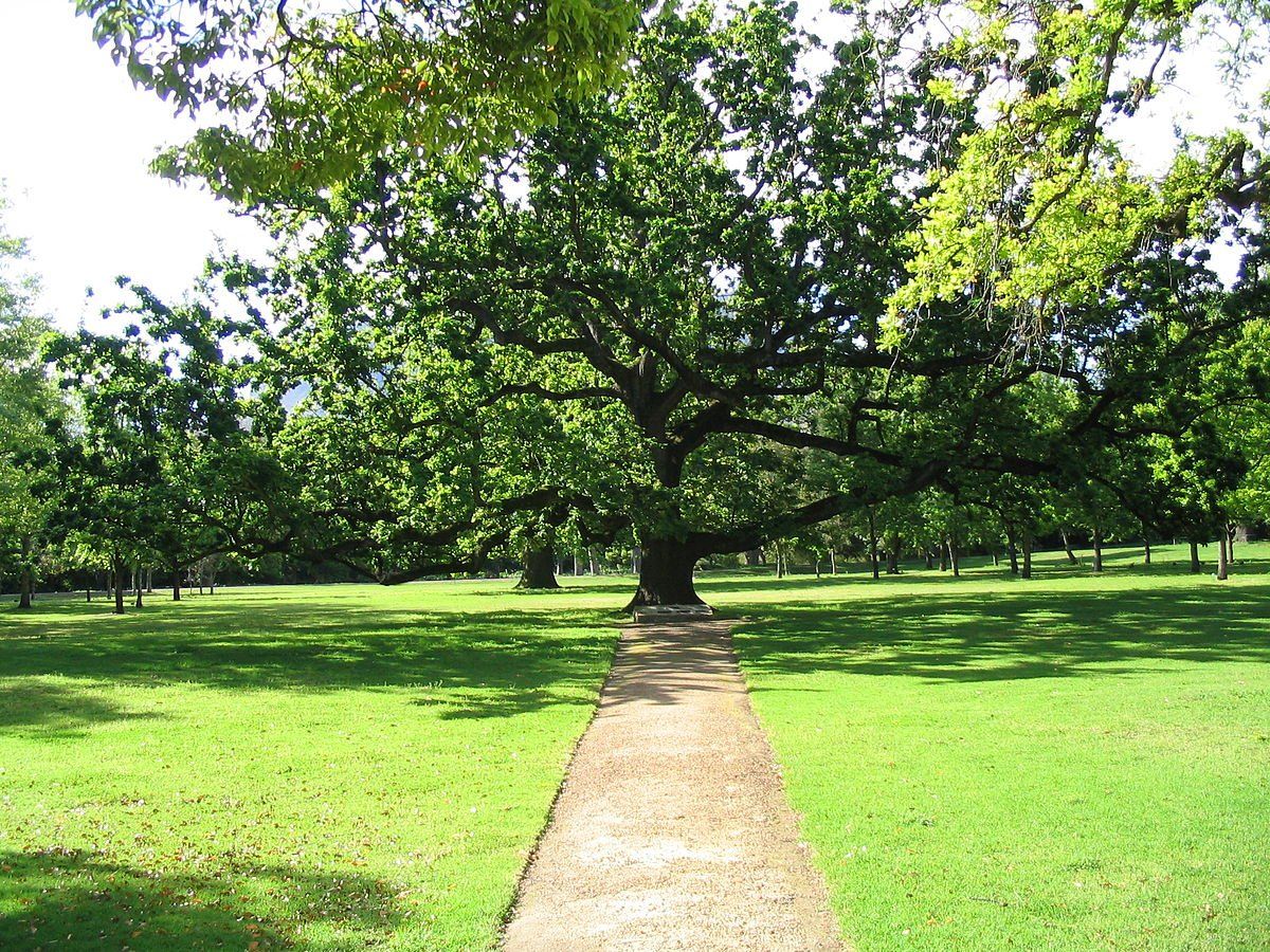 Path through a grassy park lined with trees, under a large oak with green foliage.