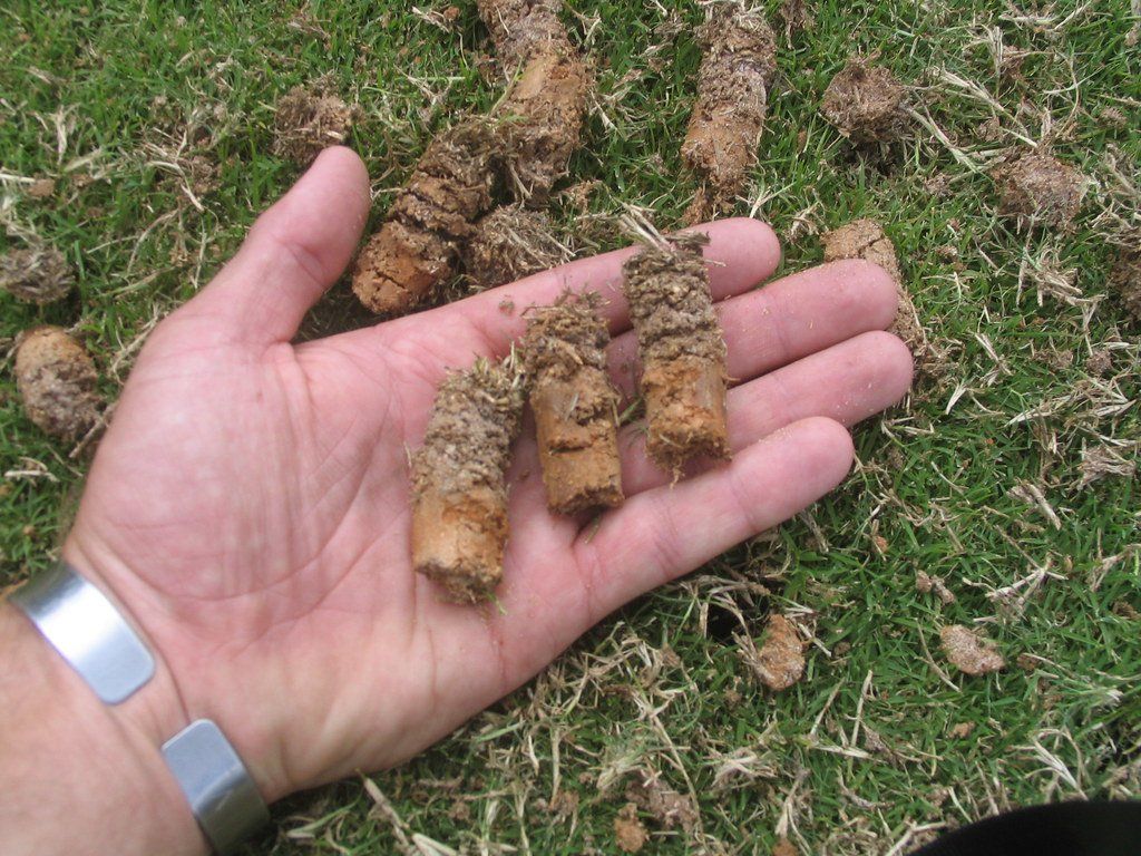 Hand holding three soil plugs, surrounded by more on a green lawn.