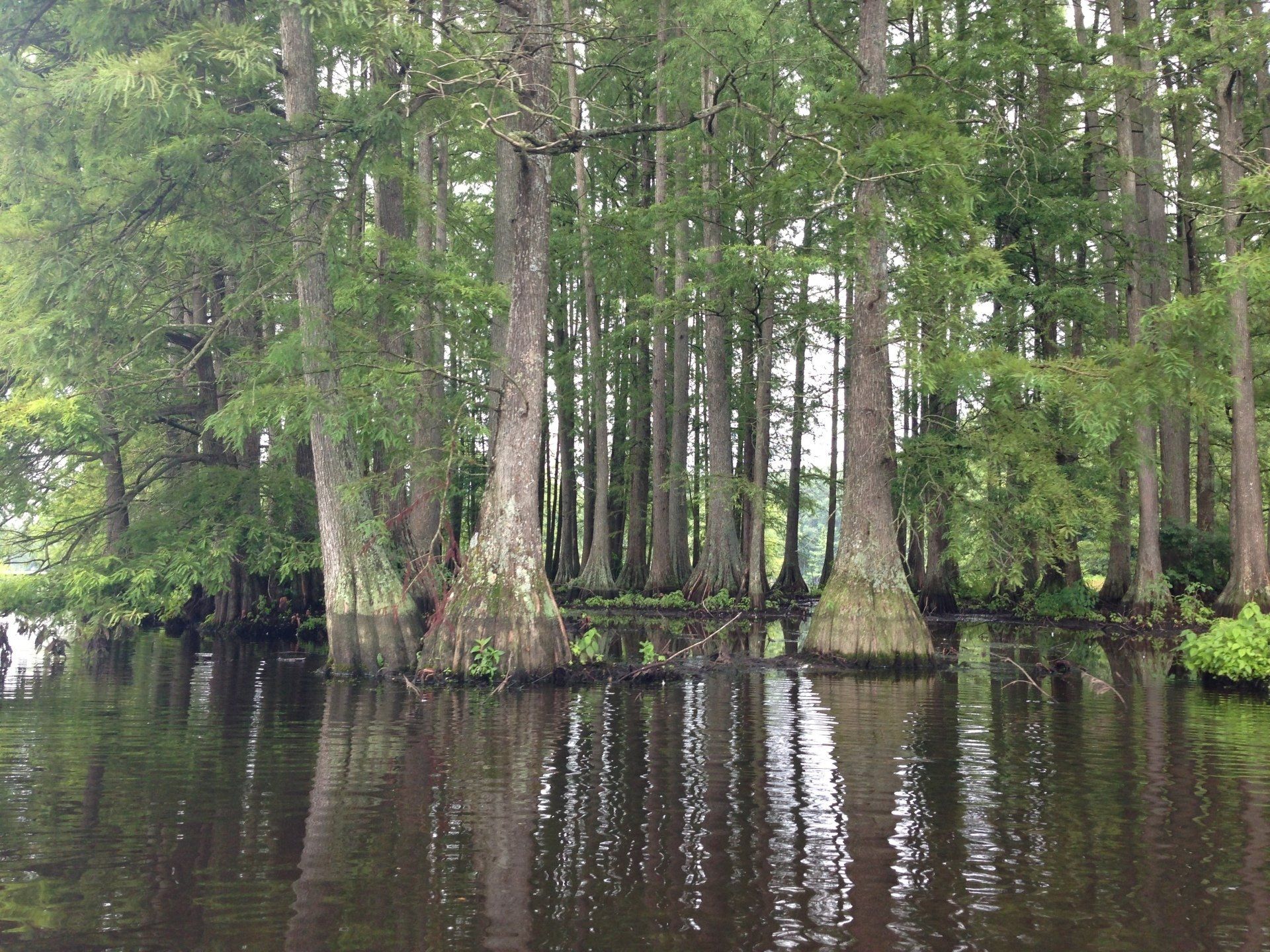 Trees in a swamp, water reflecting the trunks and green foliage.