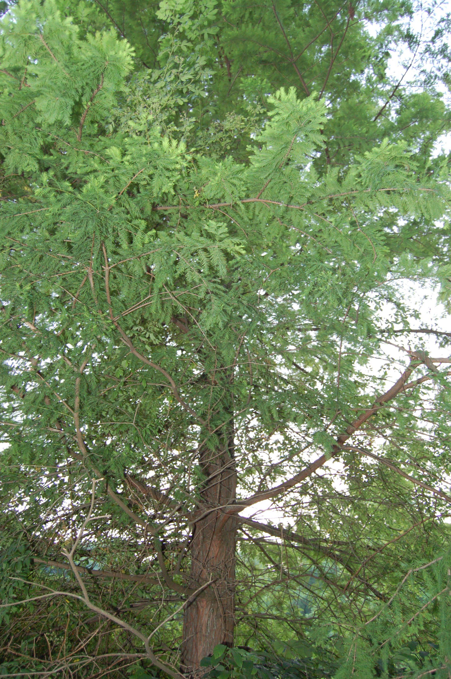 Tree with a brown trunk and green foliage, branches reaching upwards.