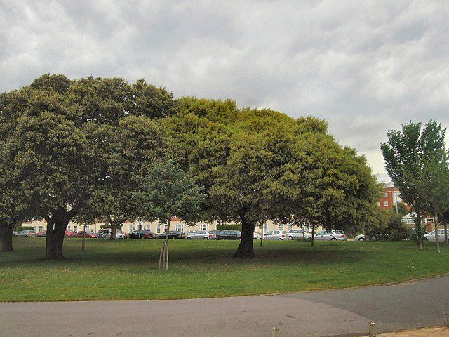 Lush green trees in a park, with overcast skies. Cars and buildings are visible in the background.