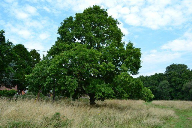 A large tree with green leaves in a field of dry grass, under a partly cloudy blue sky.