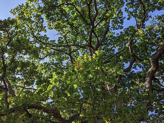 View from below: lush green tree canopy against a clear blue sky.