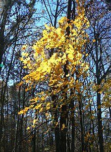 Yellow leaves on a tree against a blue sky, set in a forest.