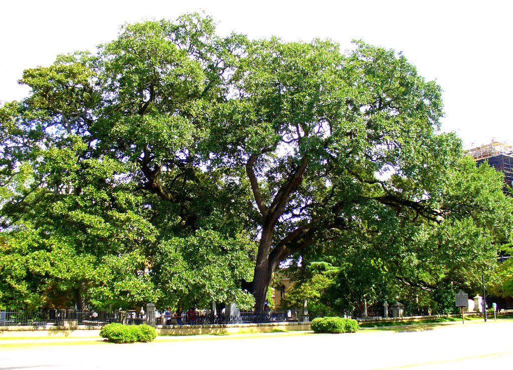 Large, leafy tree in a sunny park with people in the background.
