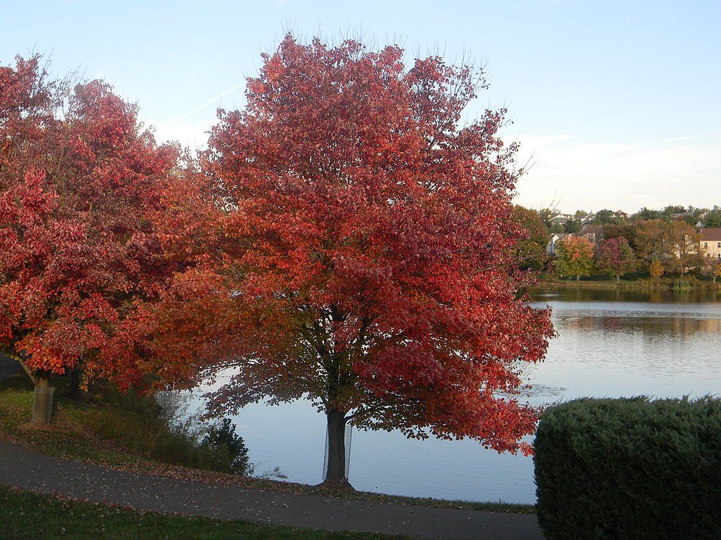 Red autumn trees beside a calm lake with a walking path, under a clear blue sky.