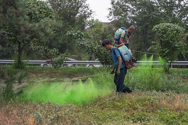 Landscaping professional hydroseeding a residential lawn with green mulch slurry.