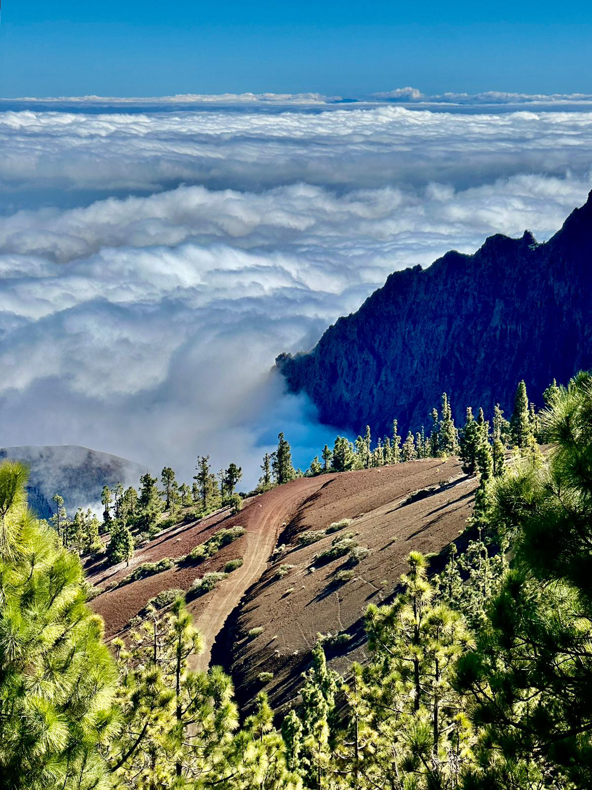 A view of a mountain covered in clouds and trees.