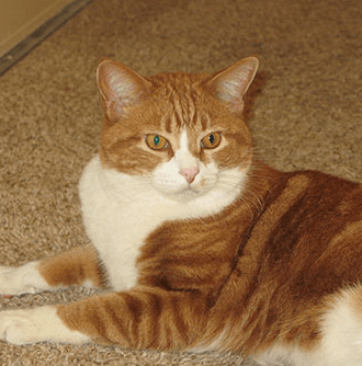 A brown and white cat is laying on the floor and looking at the camera