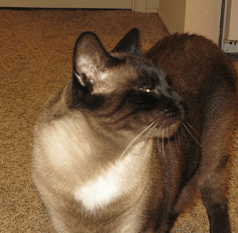 A siamese cat is sitting on the floor and looking at the camera