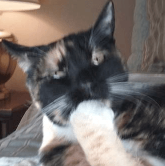 A close up of a cat laying on a bed next to a lamp