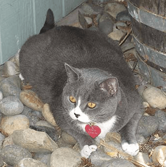 A gray and white cat with a red heart collar is laying on rocks