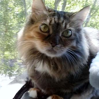 A calico cat is sitting in front of a window looking at the camera