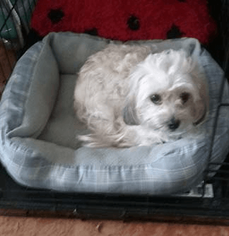 A small white dog is laying in a dog bed in a cage