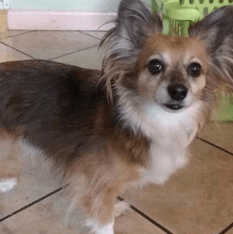 A small brown and white dog is standing on a tiled floor