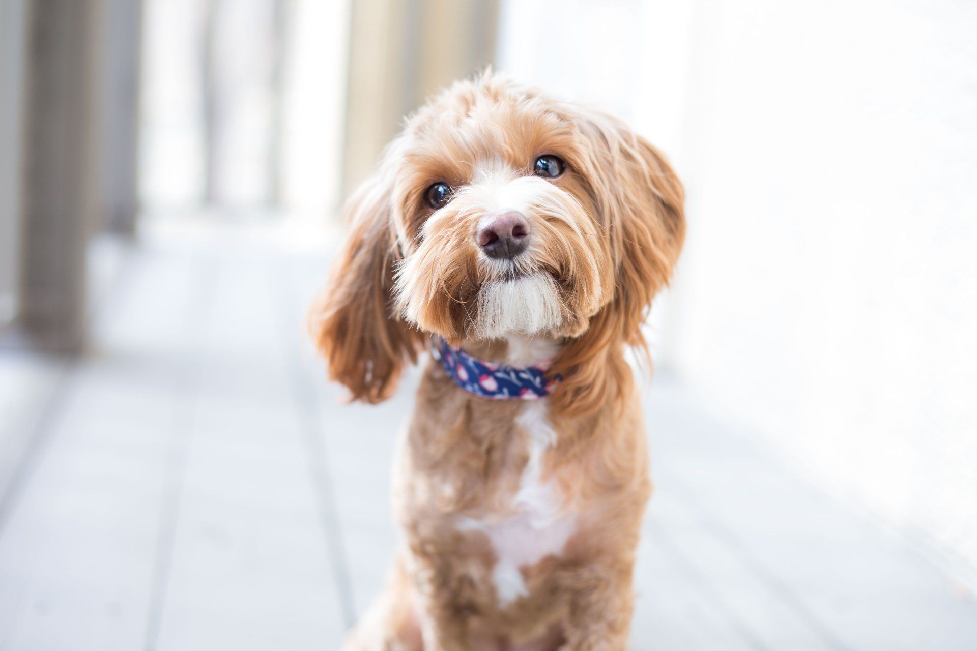 A small brown and white dog wearing a blue and white collar is sitting on a porch