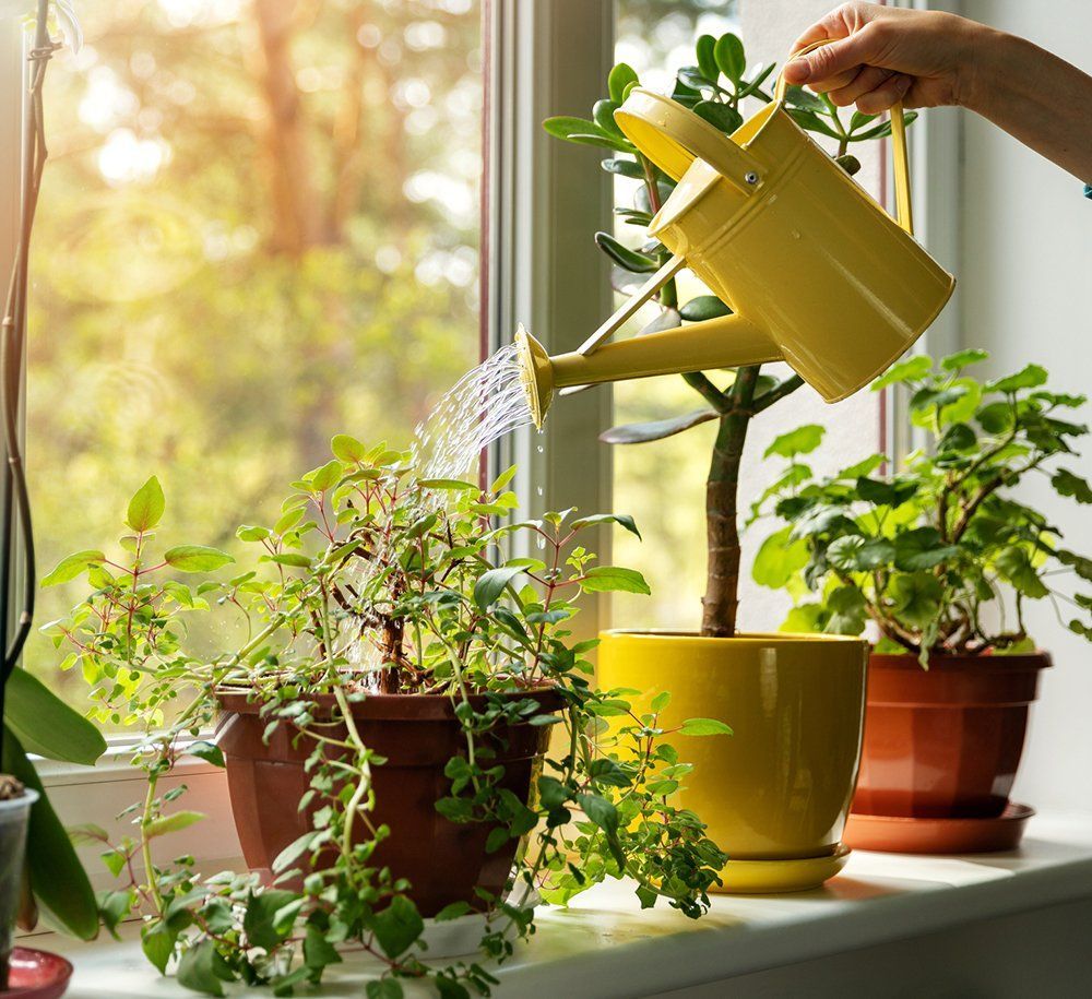 A person is watering potted plants on a window sill with a yellow watering can
