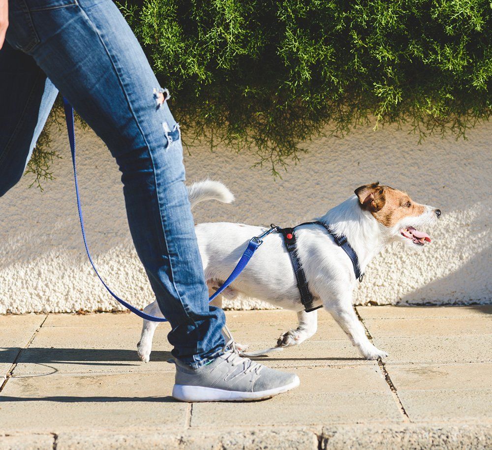 A person is walking a small dog on a leash