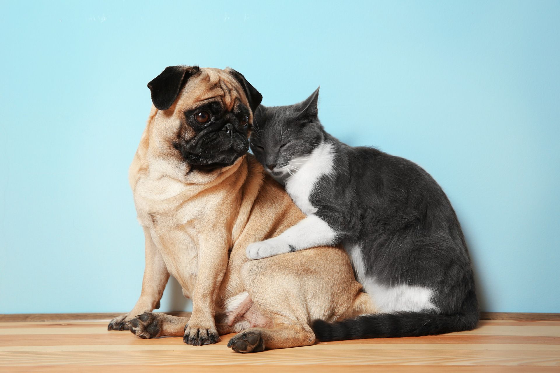 A pug dog and a cat are sitting next to each other on a wooden floor 