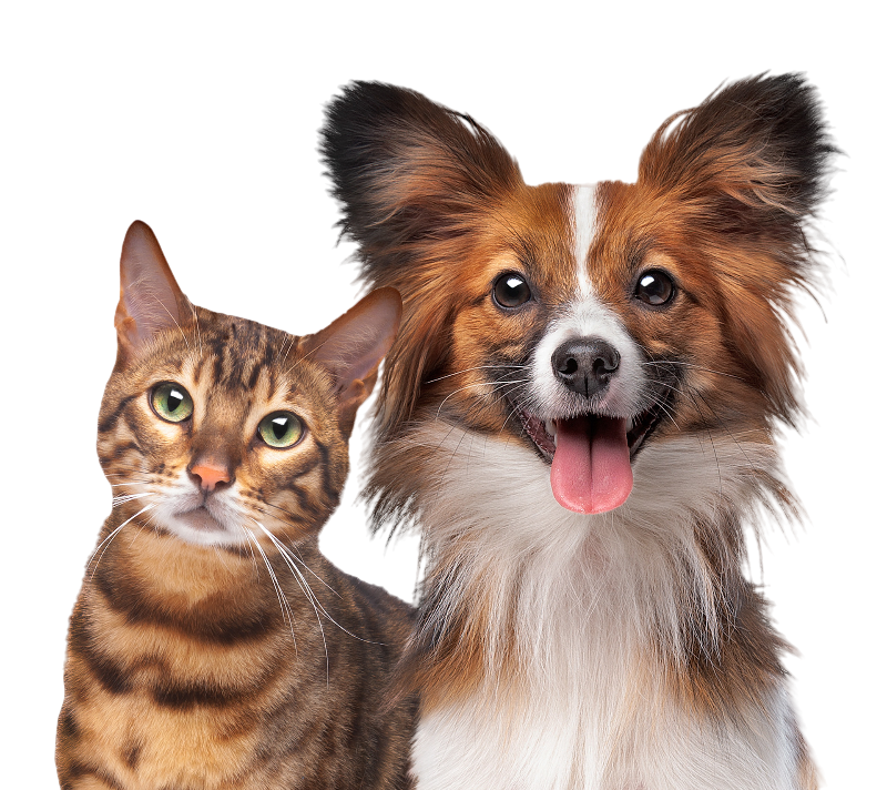 A cat and a dog are sitting next to each other on a white background