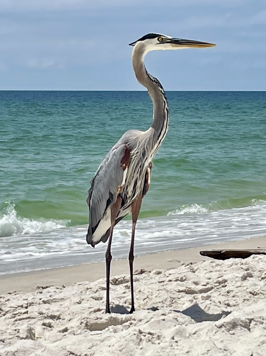 Shoalwater 704 in Orange Beach, AL