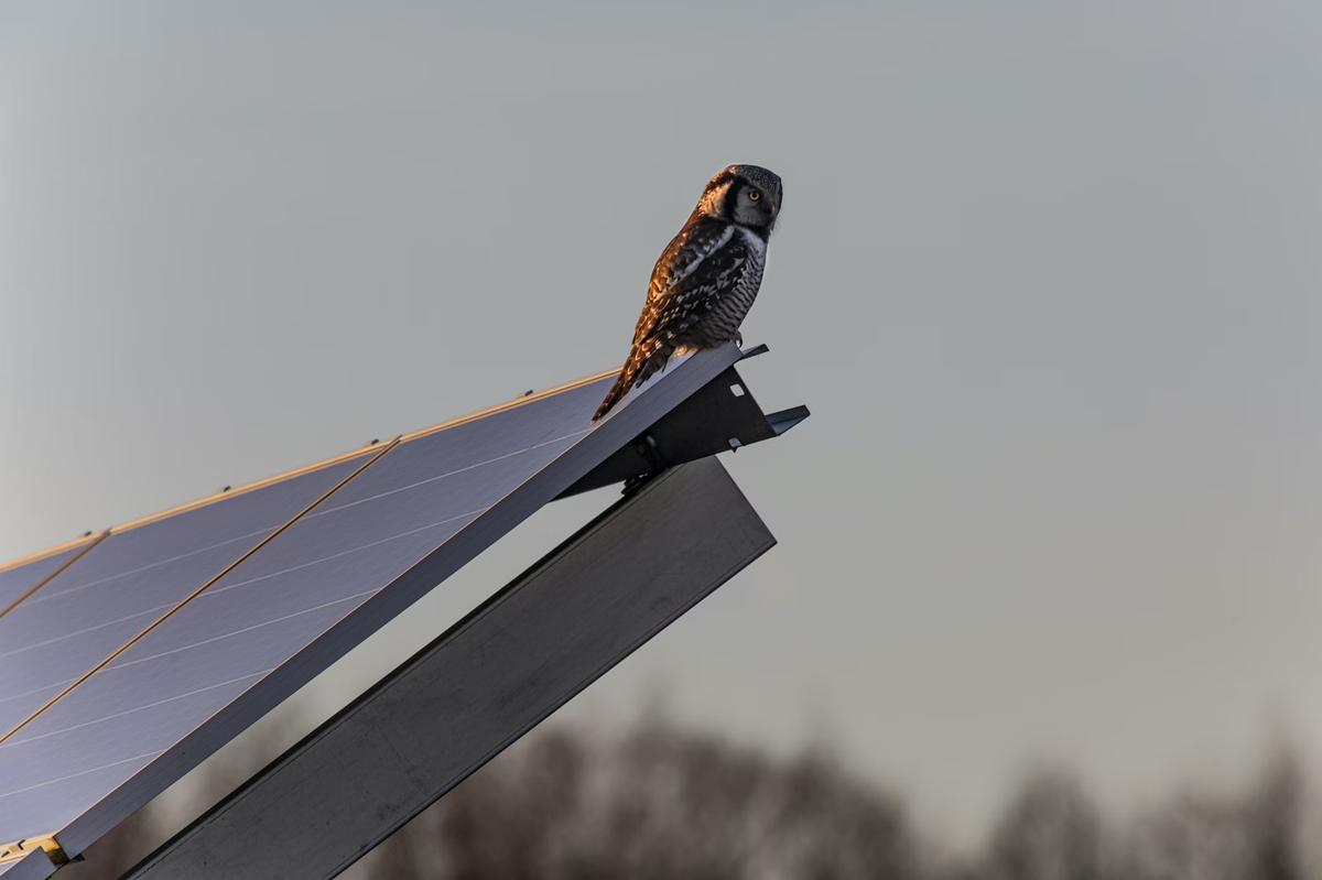 A bird is perched on the roof of a building.