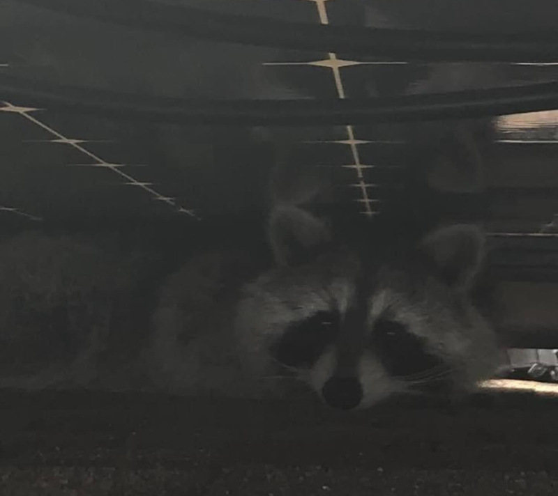 raccoon living under solar panels