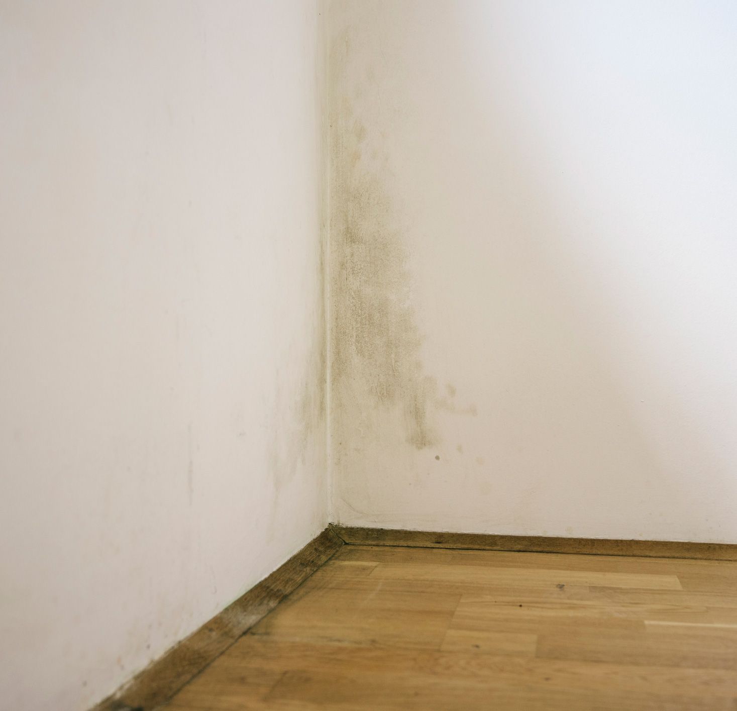 Mold Growth on a Corner Wall in a Room Mold Growth on a Corner Wall in a Room