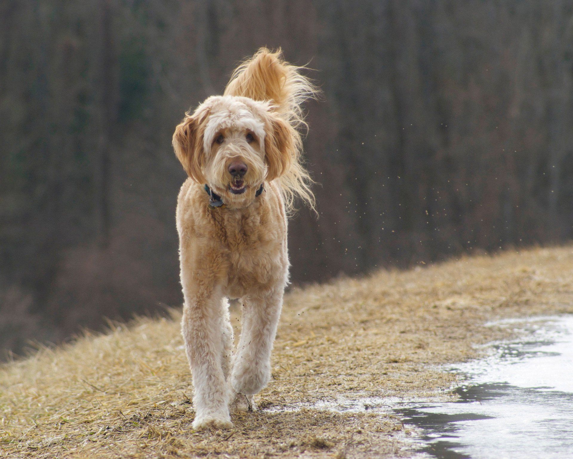 A happy goldendoodle dog, splashing through puddles on an off leash walk in spring.