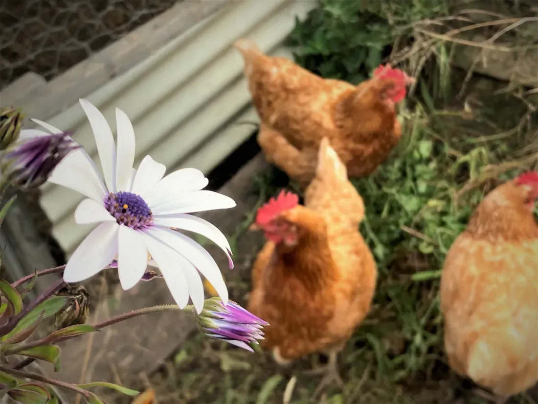 HENS AROUND FLOWERS IMAGE
