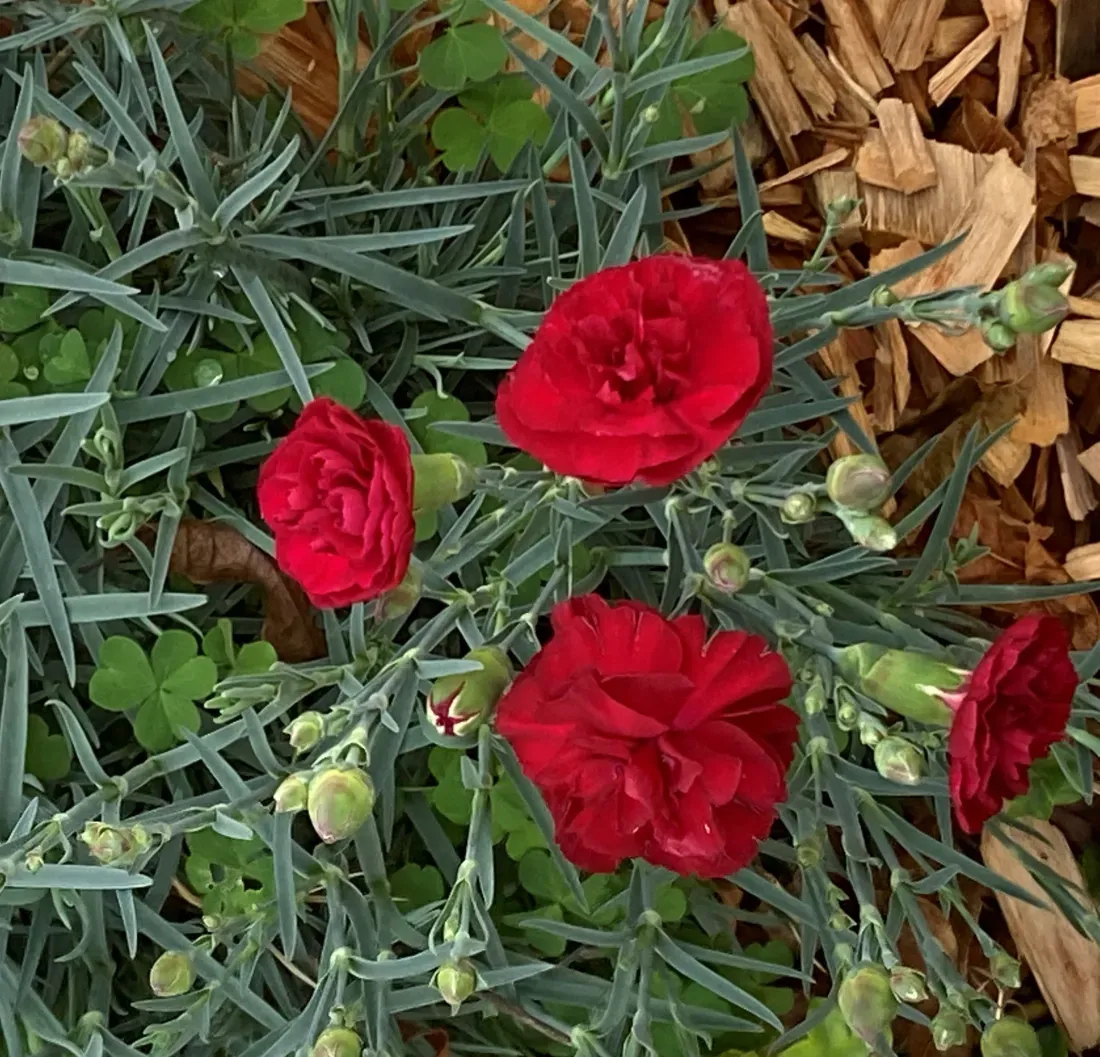 ROSE PLANT