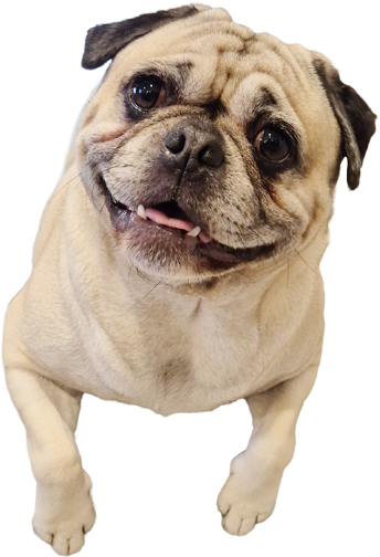 A pug dog is smiling and looking up at the camera.