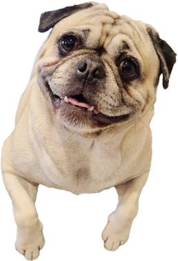 A pug dog is smiling and looking up at the camera.