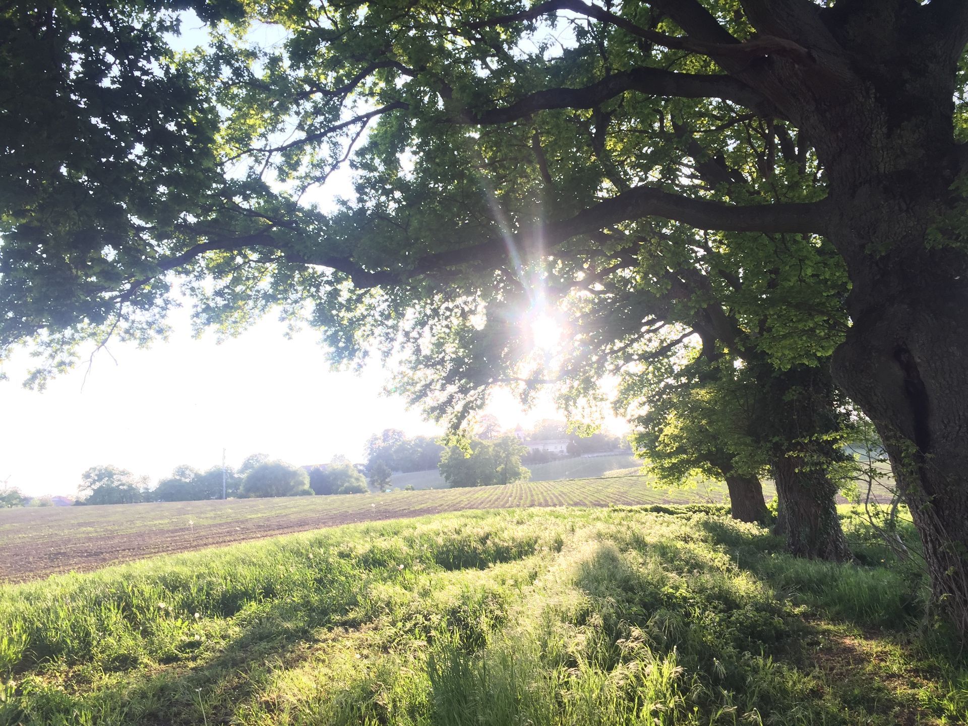 Un grand bâtiment en pierre est entouré d'arbres et d'une fontaine.