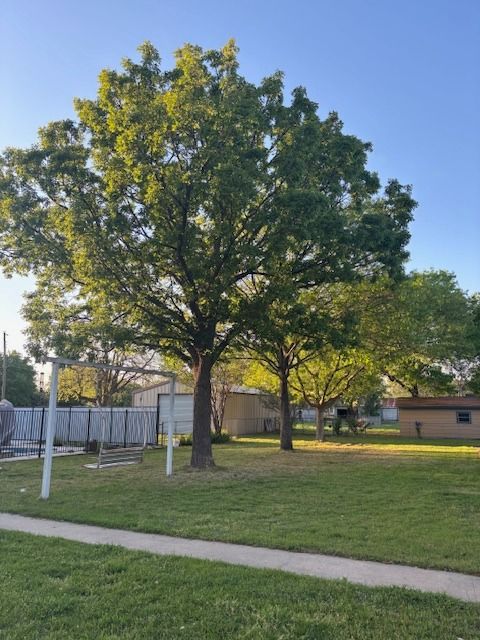 Large tree in a grassy yard, partially obscuring a fence, small building, and other trees under a clear, blue sky.