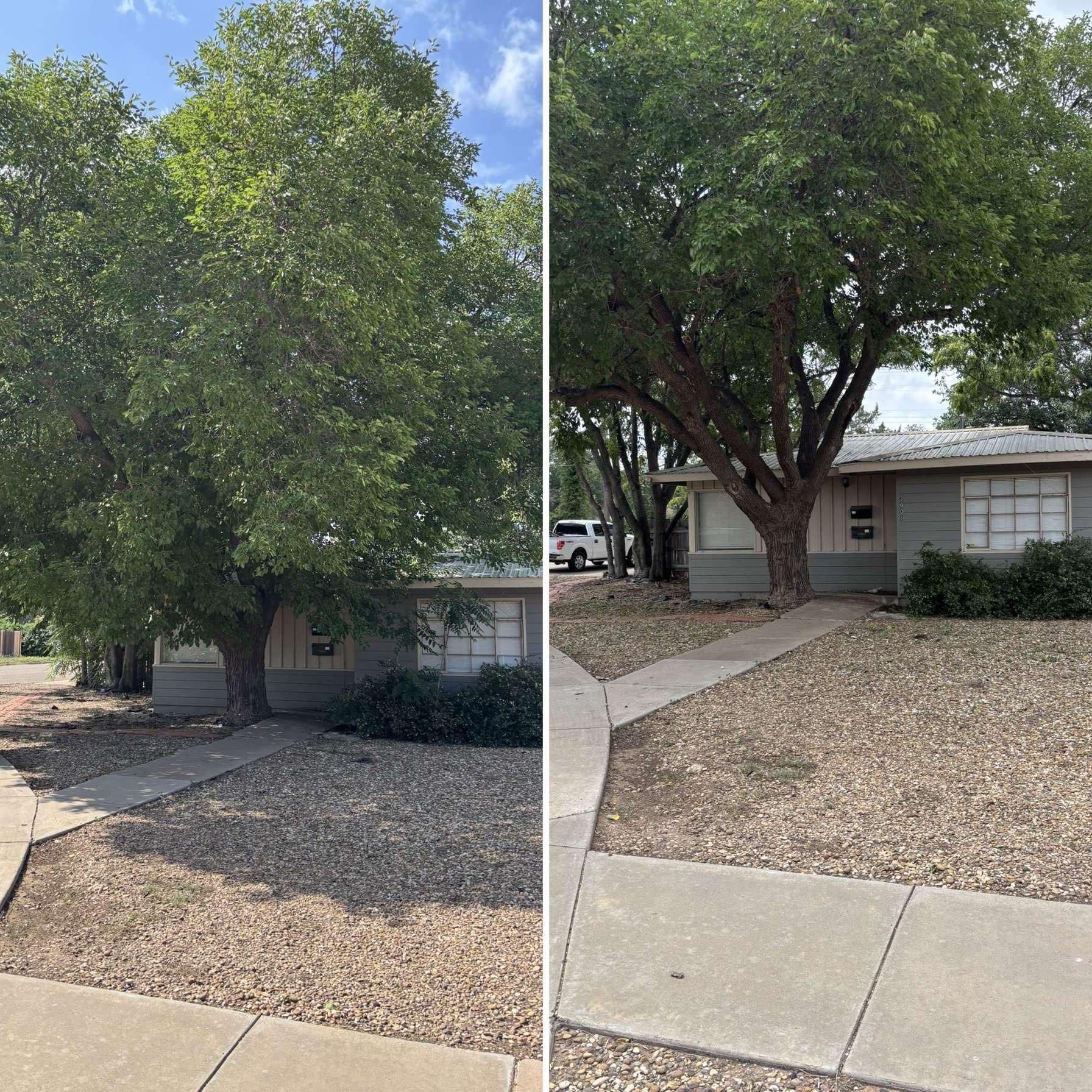 Two images side-by-side: a house with a large tree in front; one with foliage and one pruned.