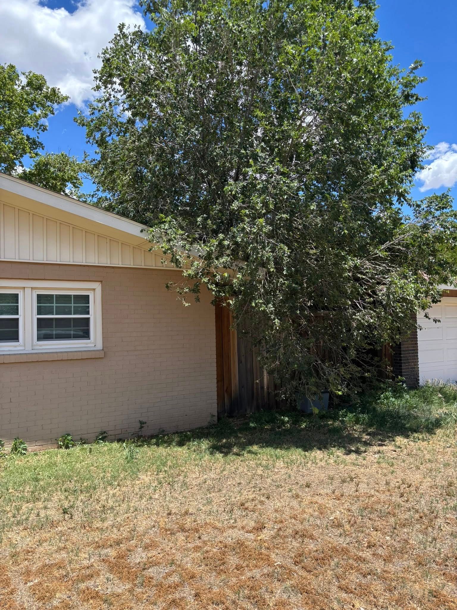 A tree next to a tan brick building with a white-framed window, under a blue sky.
