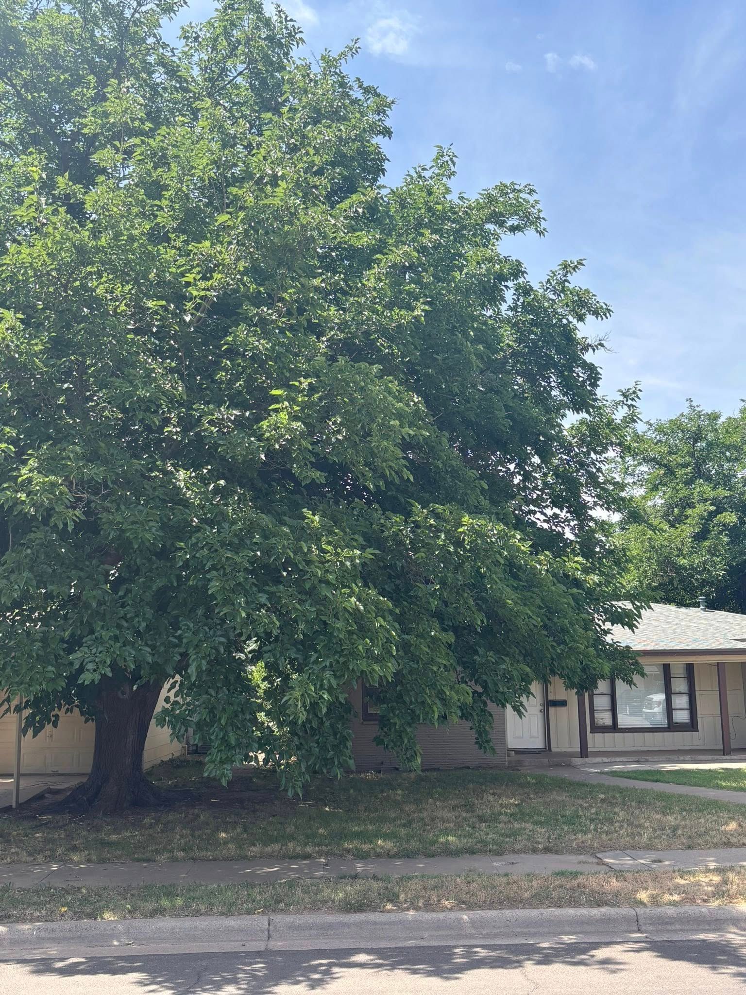 Large leafy tree in front of a house. Blue sky.