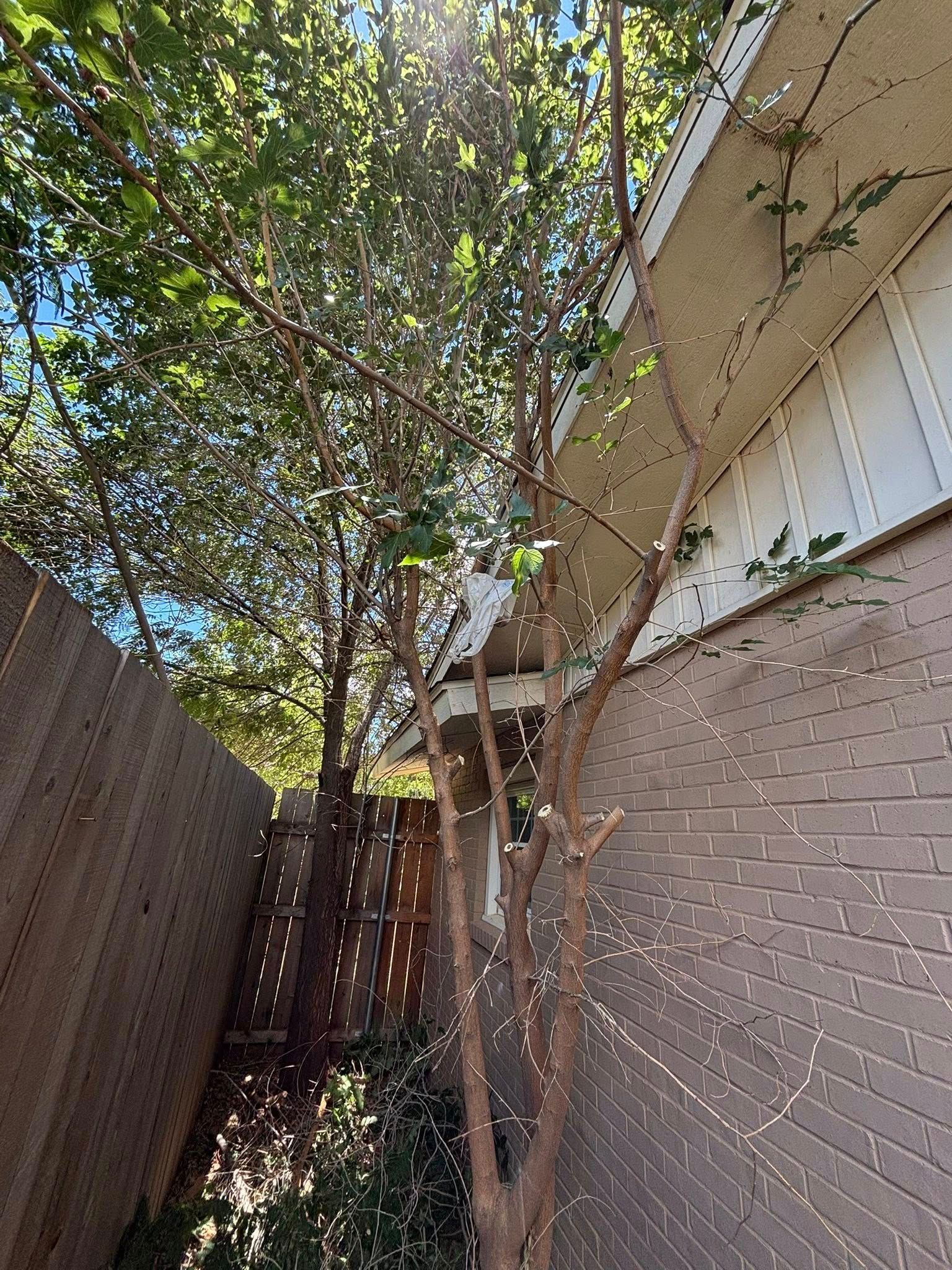 Tree with brown trunk and green leaves against a brick building and wooden fence, sunlight shining through.