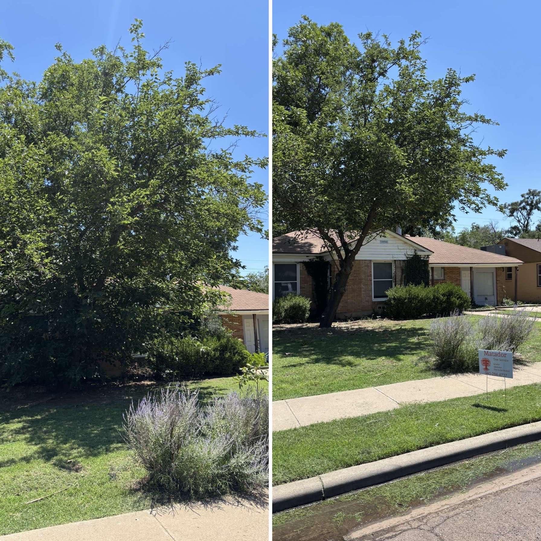 A tree before and after trimming, revealing a house. Green foliage and grass, blue sky.