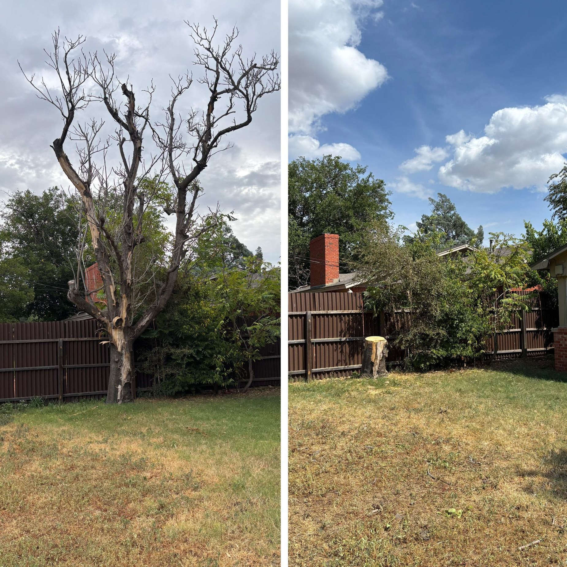 Two-panel view: bare tree next to brown fence, second panel shows blue sky and trimmed tree.