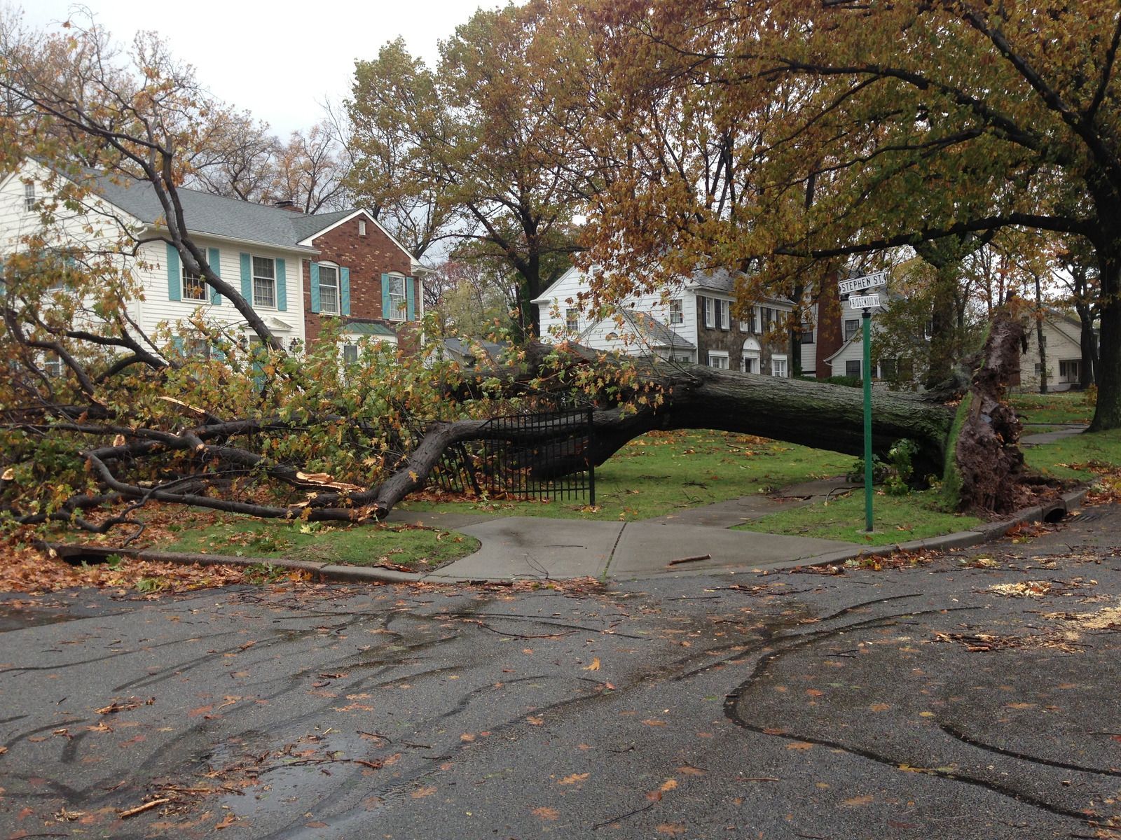 Fallen tree blocking a road in a residential neighborhood; autumn leaves and houses in the background.