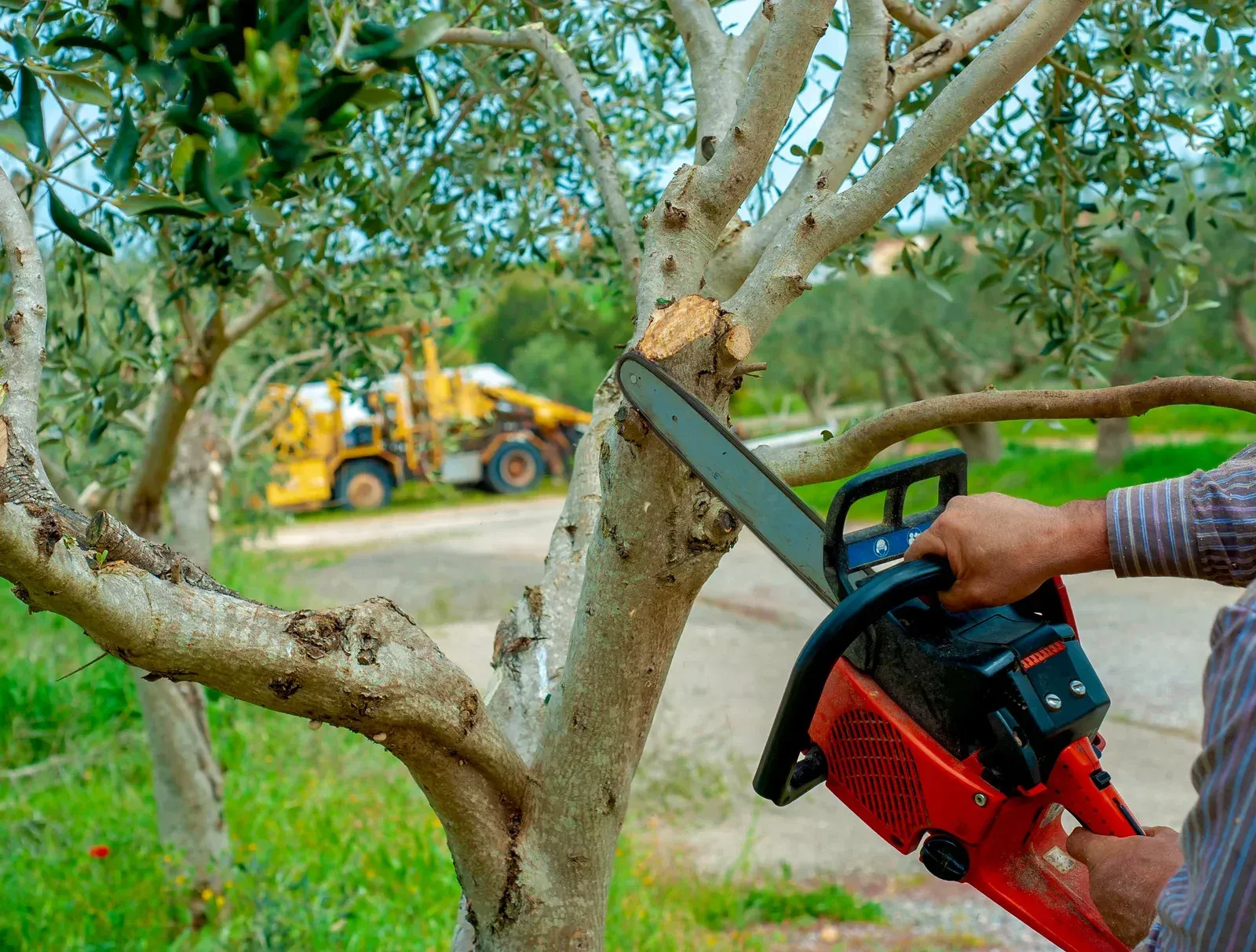 Person using a red chainsaw to cut a tree branch in an outdoor setting with a yellow tractor in the background.