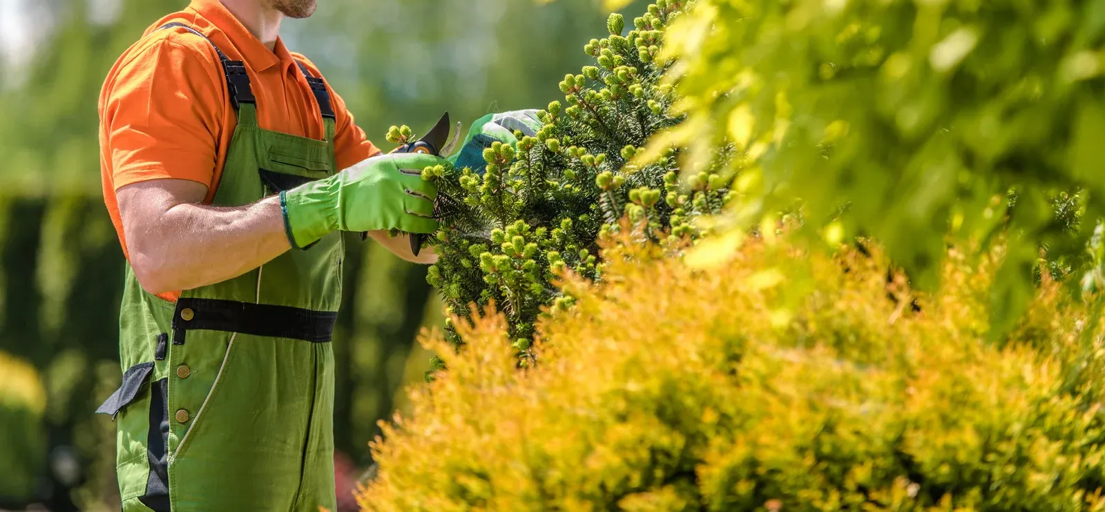 Person pruning a hedge with green gloves and overalls, outdoors. Orange shirt.
