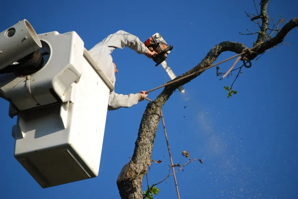 Man in a lift bucket using a chainsaw to trim a tree branch against a blue sky.