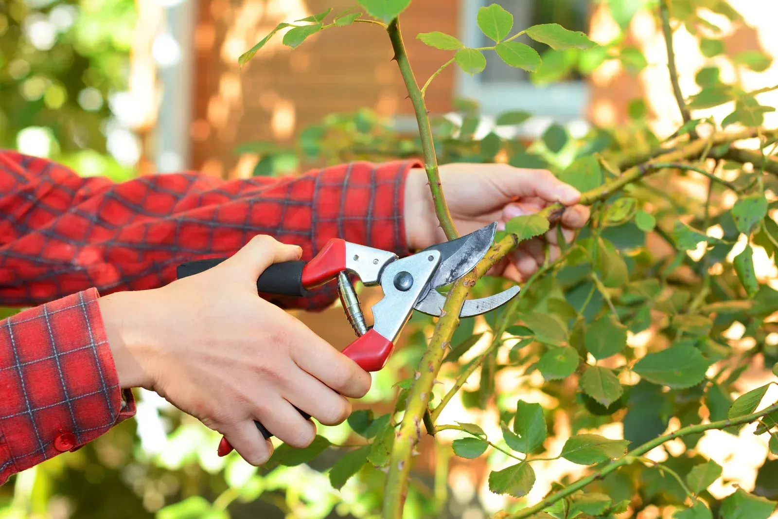 Person pruning rose bush with red handled shears.