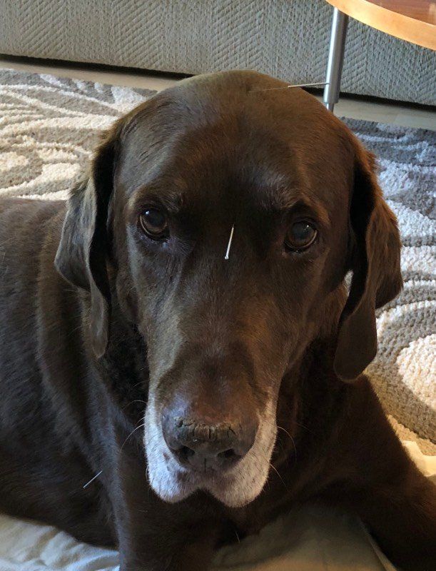 A close-up of a brown Labrador dog with a single acupuncture needle inserted between its eyes.