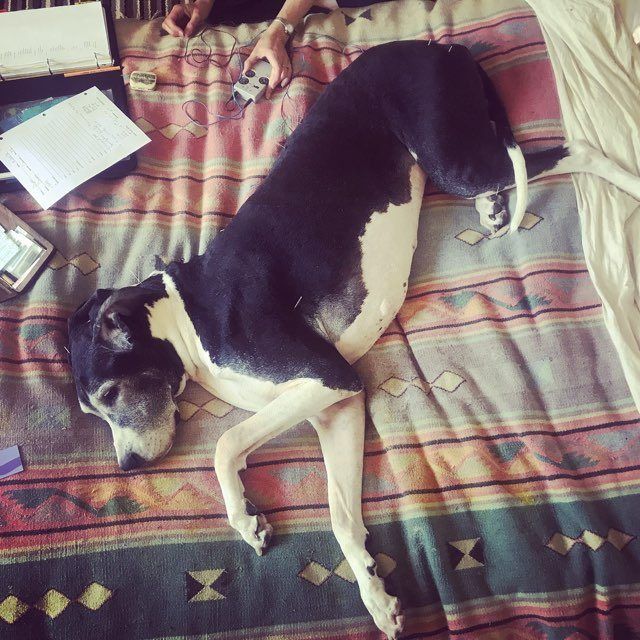 A black and white dog lying on its side on a patterned blanket, with a person's hands visible near the top.