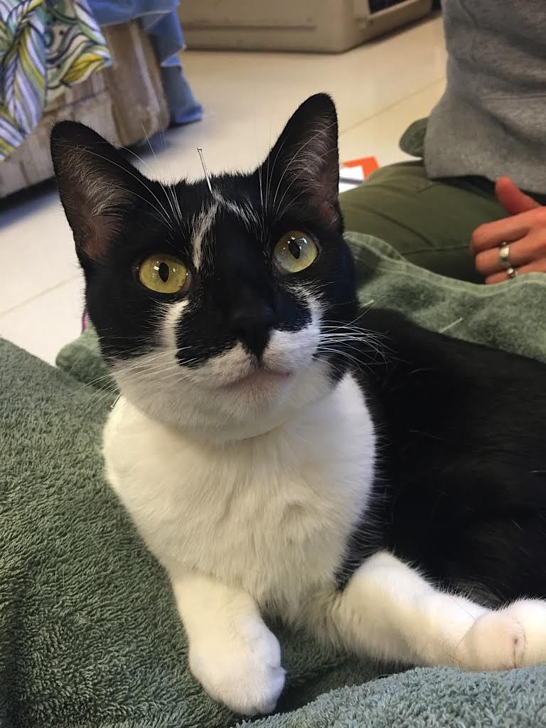 A black and white cat with yellow eyes rests on a green towel, looking upward.