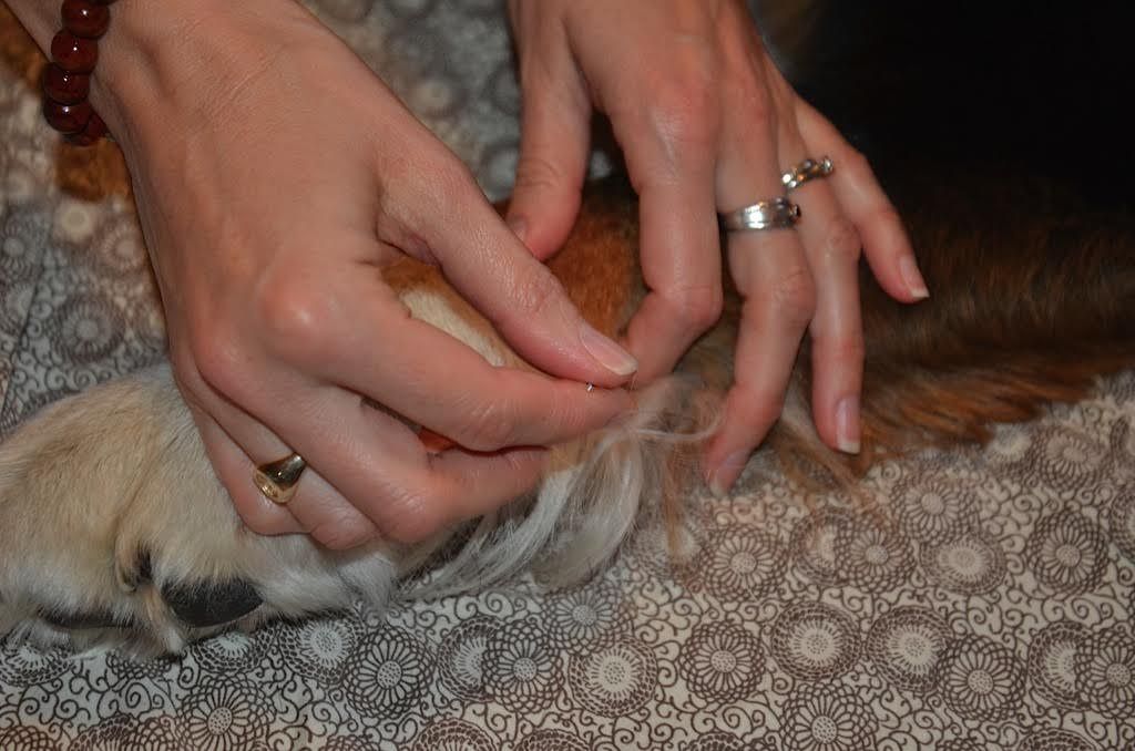 Hands gently examining the paw of a dog with reddish-brown fur.